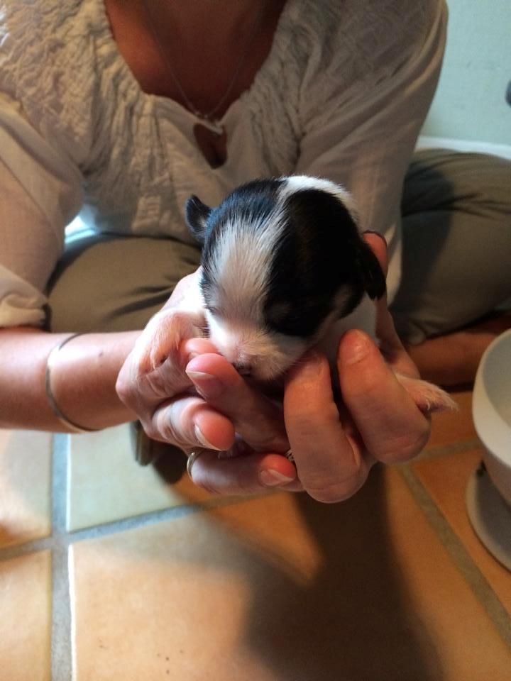 Dansk svensk gaardhund Elsa billede 7