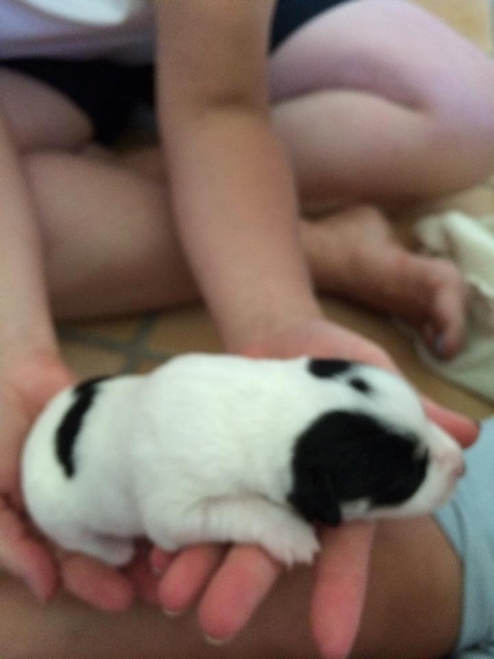 Dansk svensk gaardhund Elsa billede 8