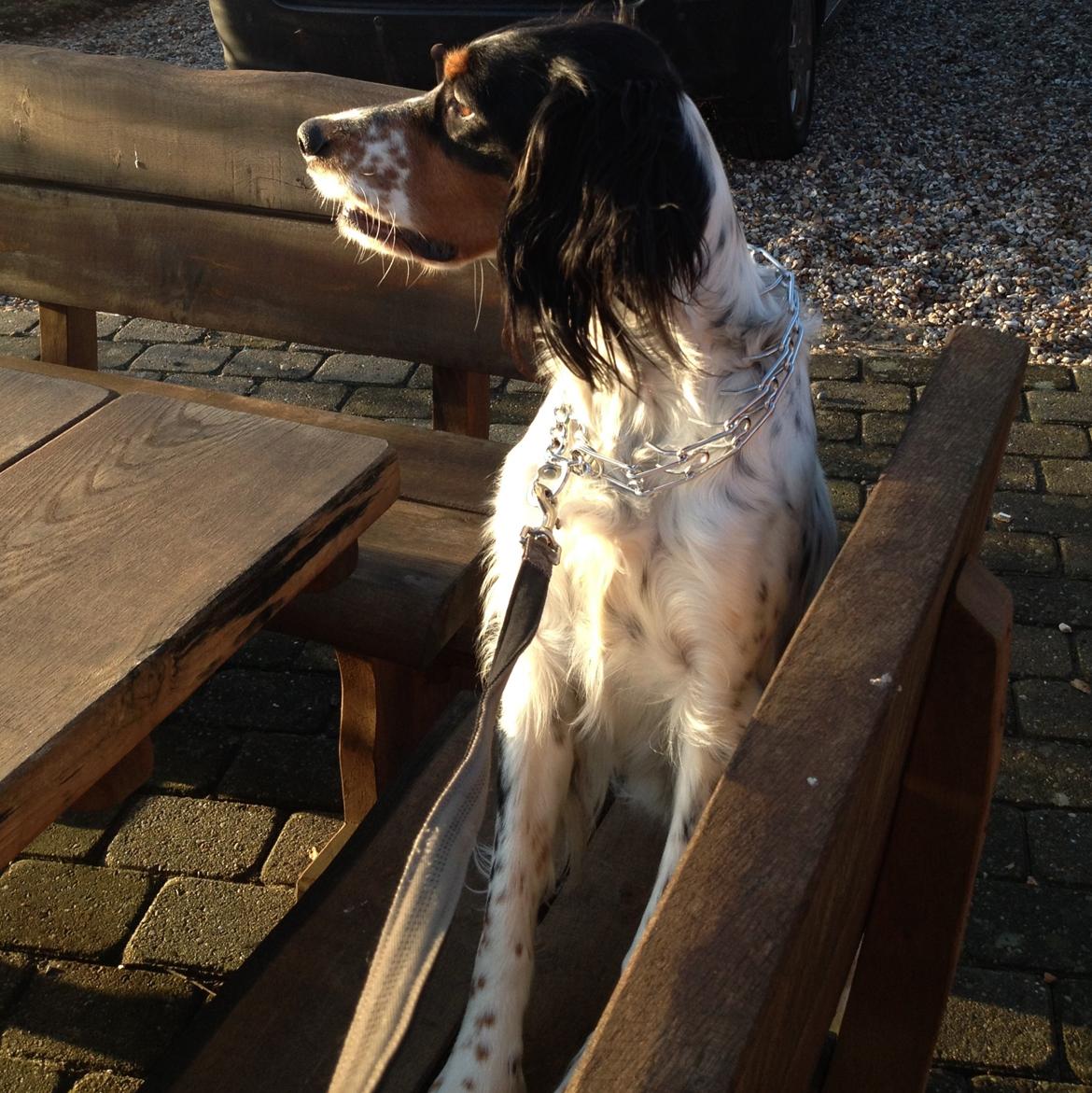 Engelsk setter Kaya billede 3