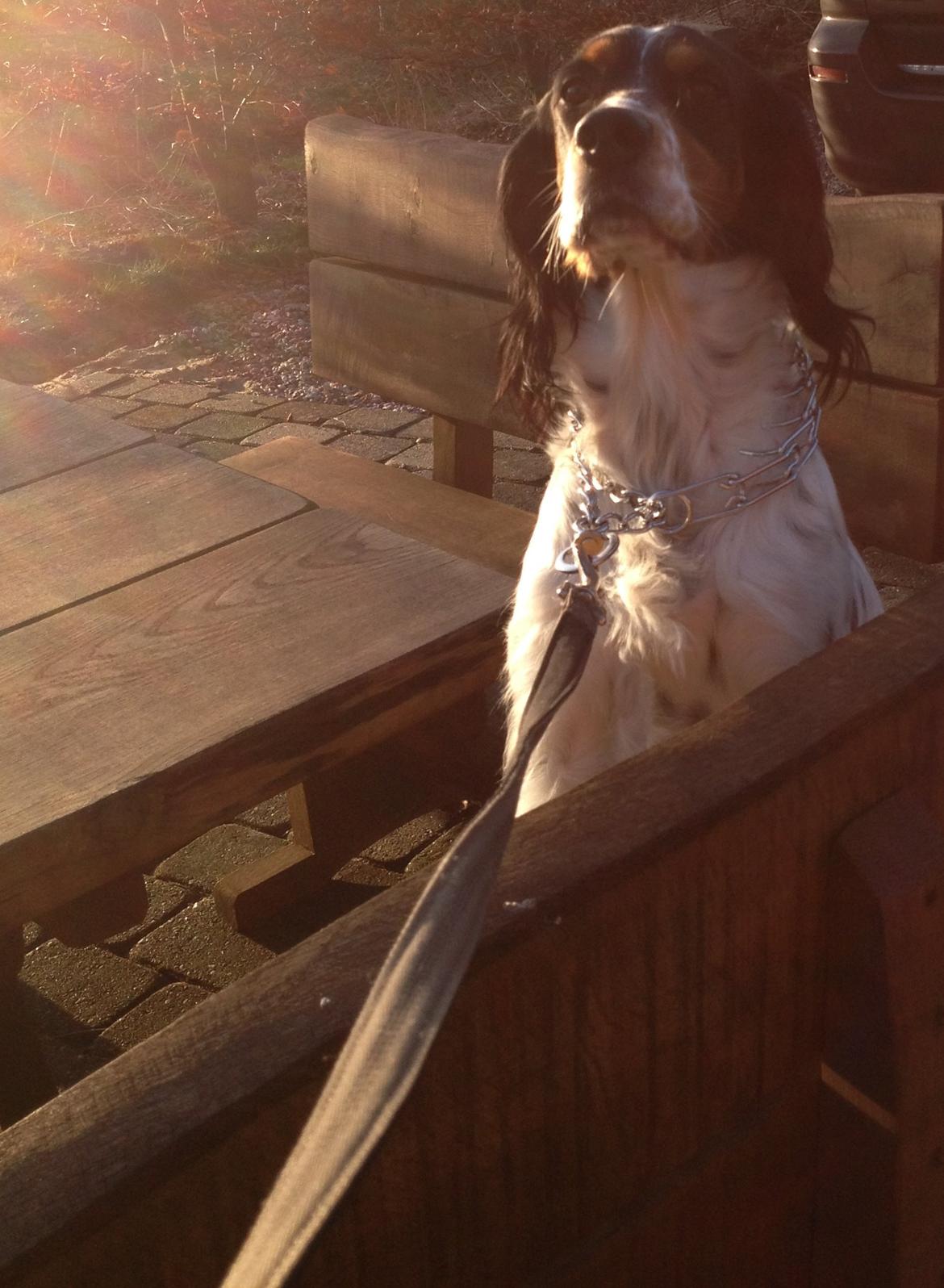 Engelsk setter Kaya billede 4