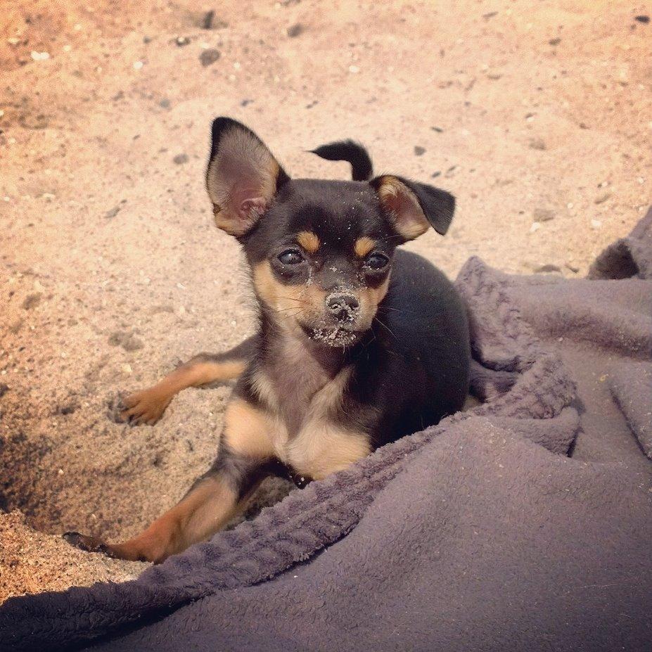 Blanding af racer Chanel billede 1