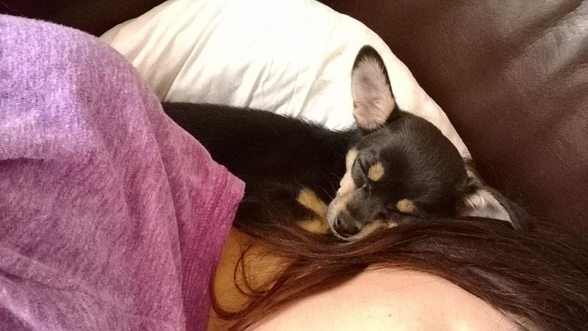 Blanding af racer Chanel billede 16