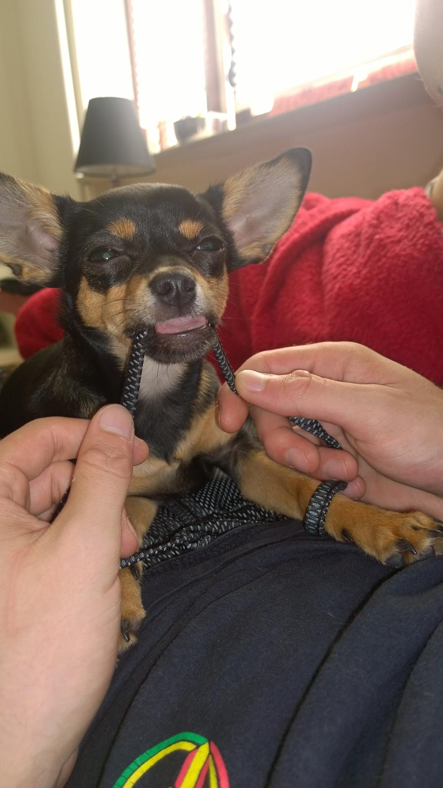 Blanding af racer Chanel billede 13