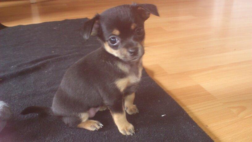 Blanding af racer Chanel billede 24