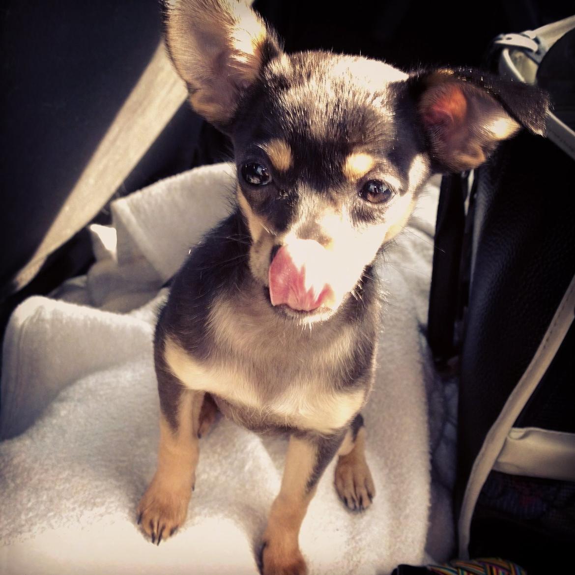 Blanding af racer Chanel billede 20