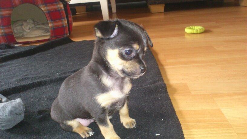 Blanding af racer Chanel billede 25