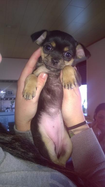 Blanding af racer Chanel billede 21