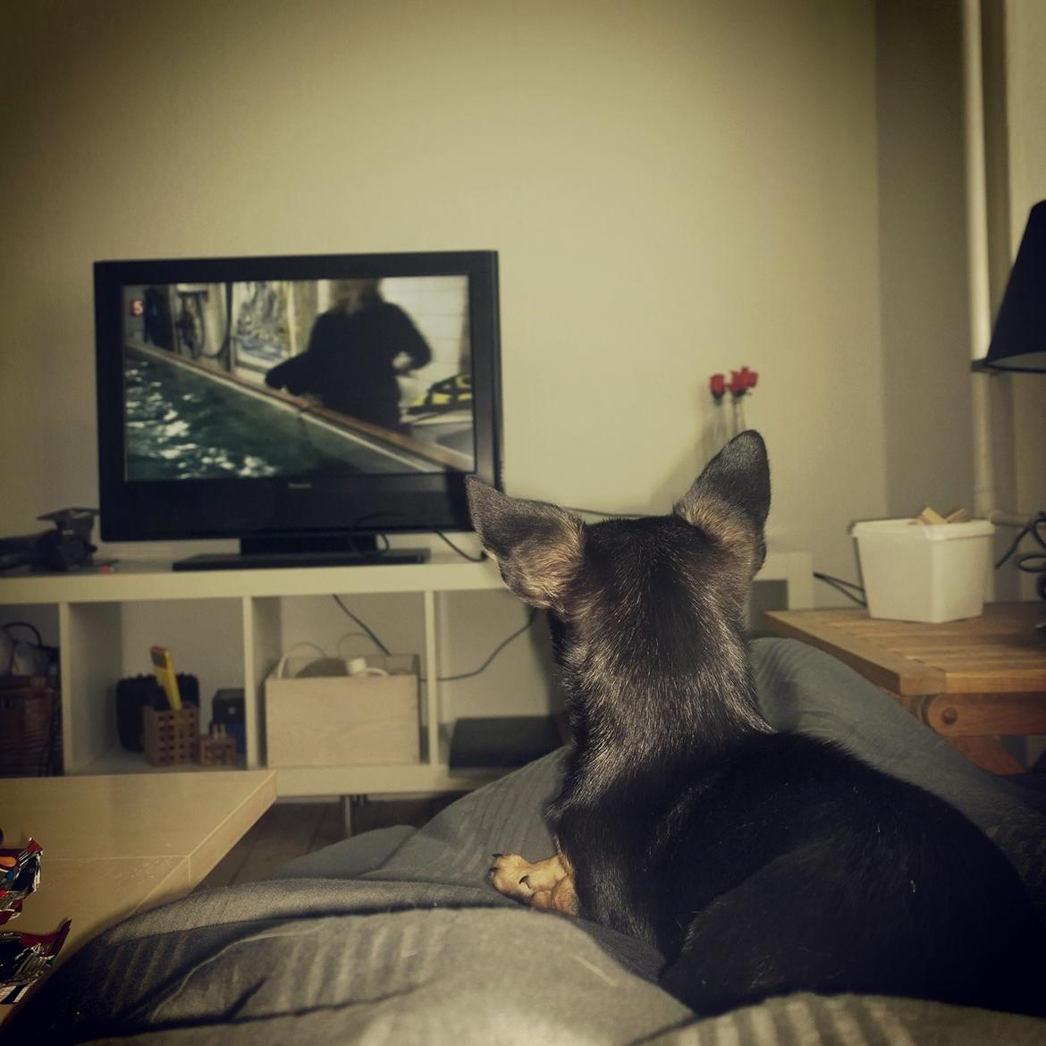 Blanding af racer Chanel billede 8