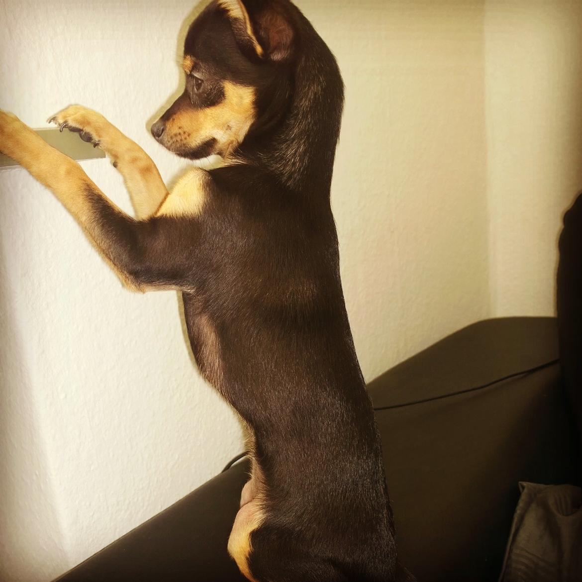 Blanding af racer Chanel billede 4