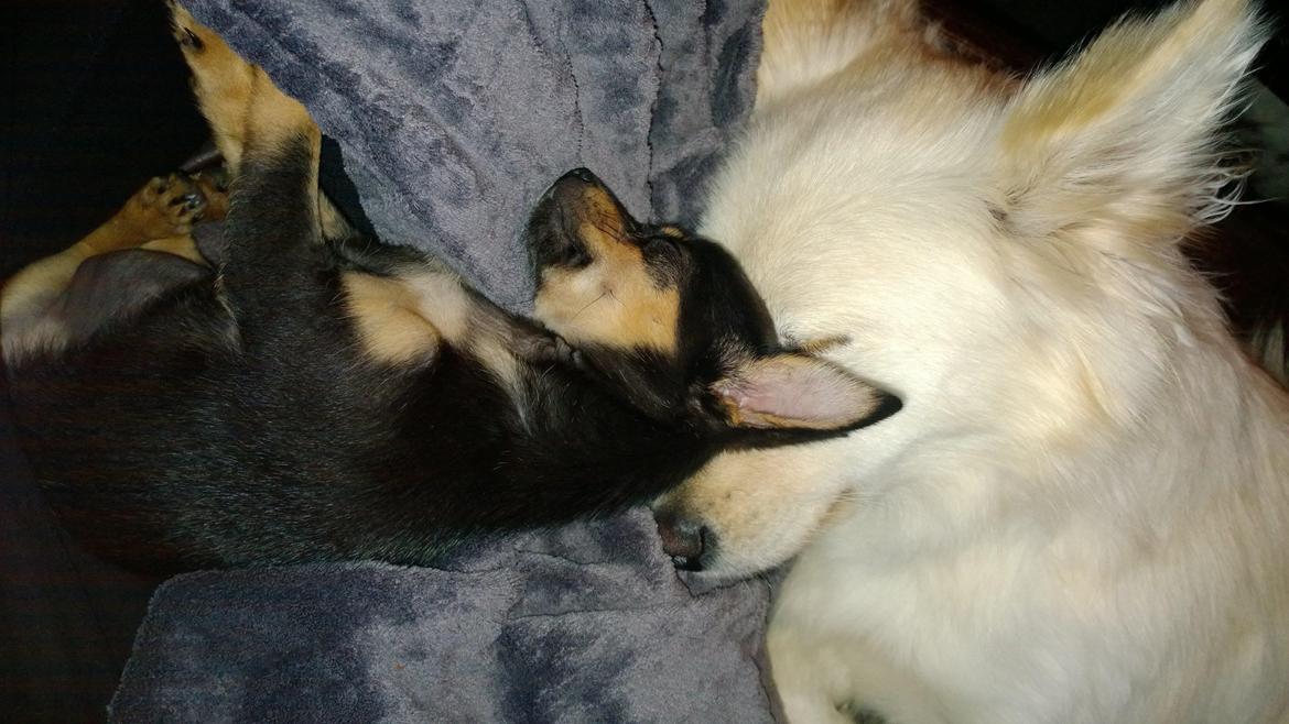 Blanding af racer Chanel billede 17