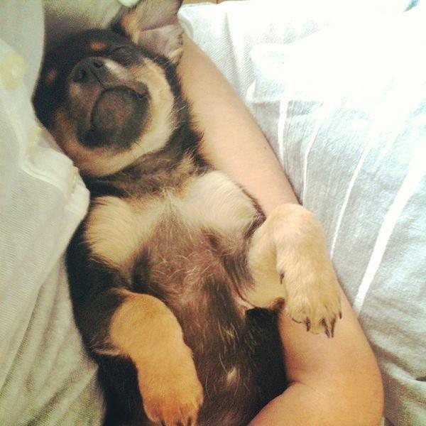 Blanding af racer Chanel billede 5