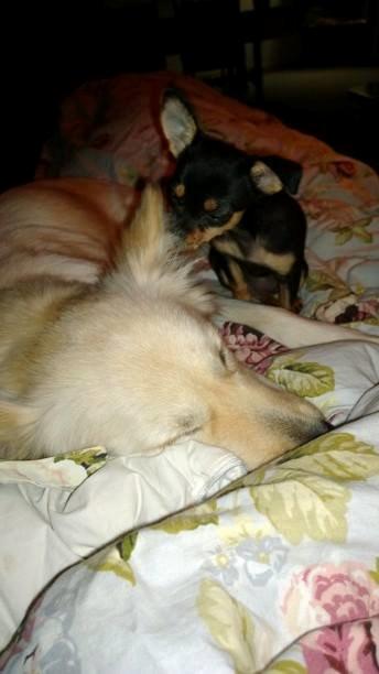 Blanding af racer Chanel billede 7