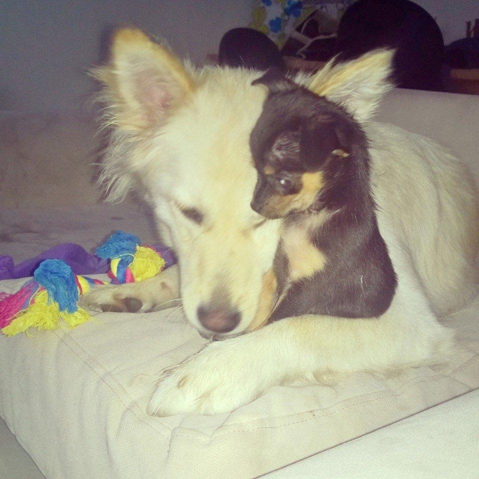 Blanding af racer Chanel billede 6