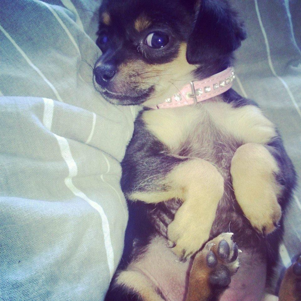 Blanding af racer Chanel billede 23