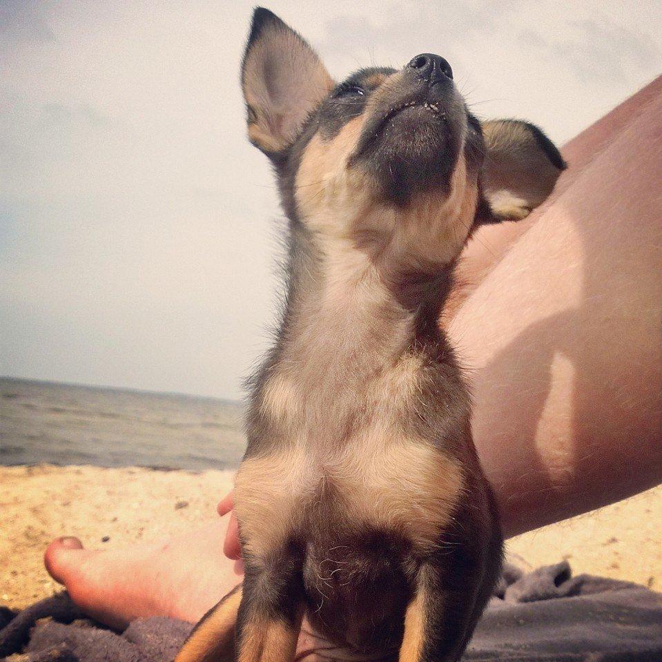 Blanding af racer Chanel billede 10