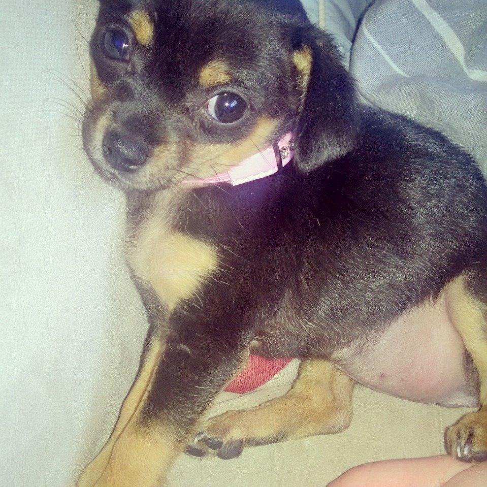 Blanding af racer Chanel billede 22