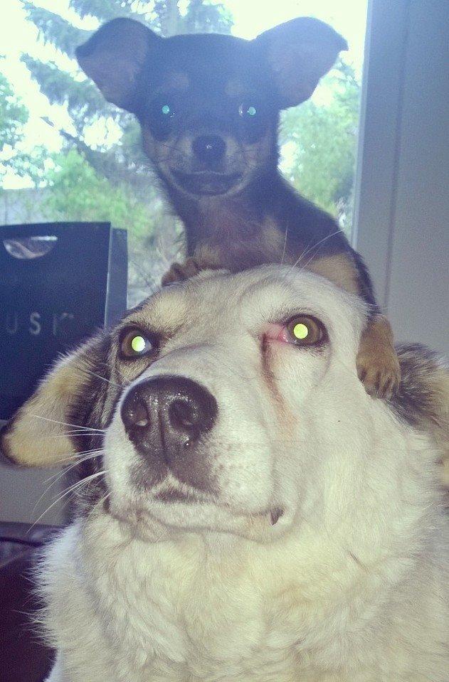 Blanding af racer Chanel billede 12