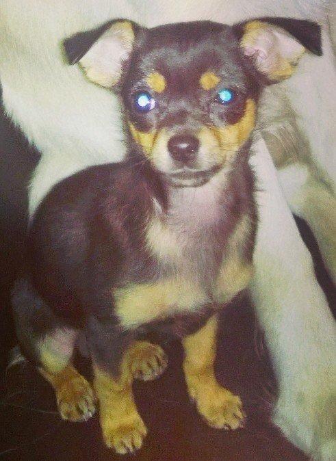 Blanding af racer Chanel billede 19