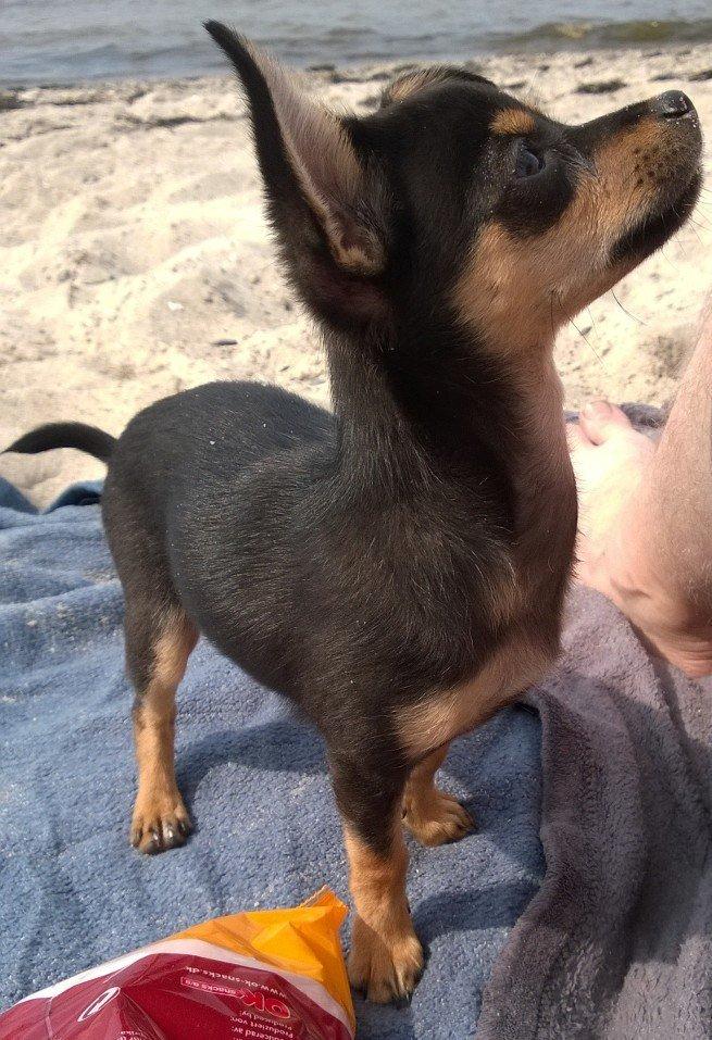 Blanding af racer Chanel billede 11