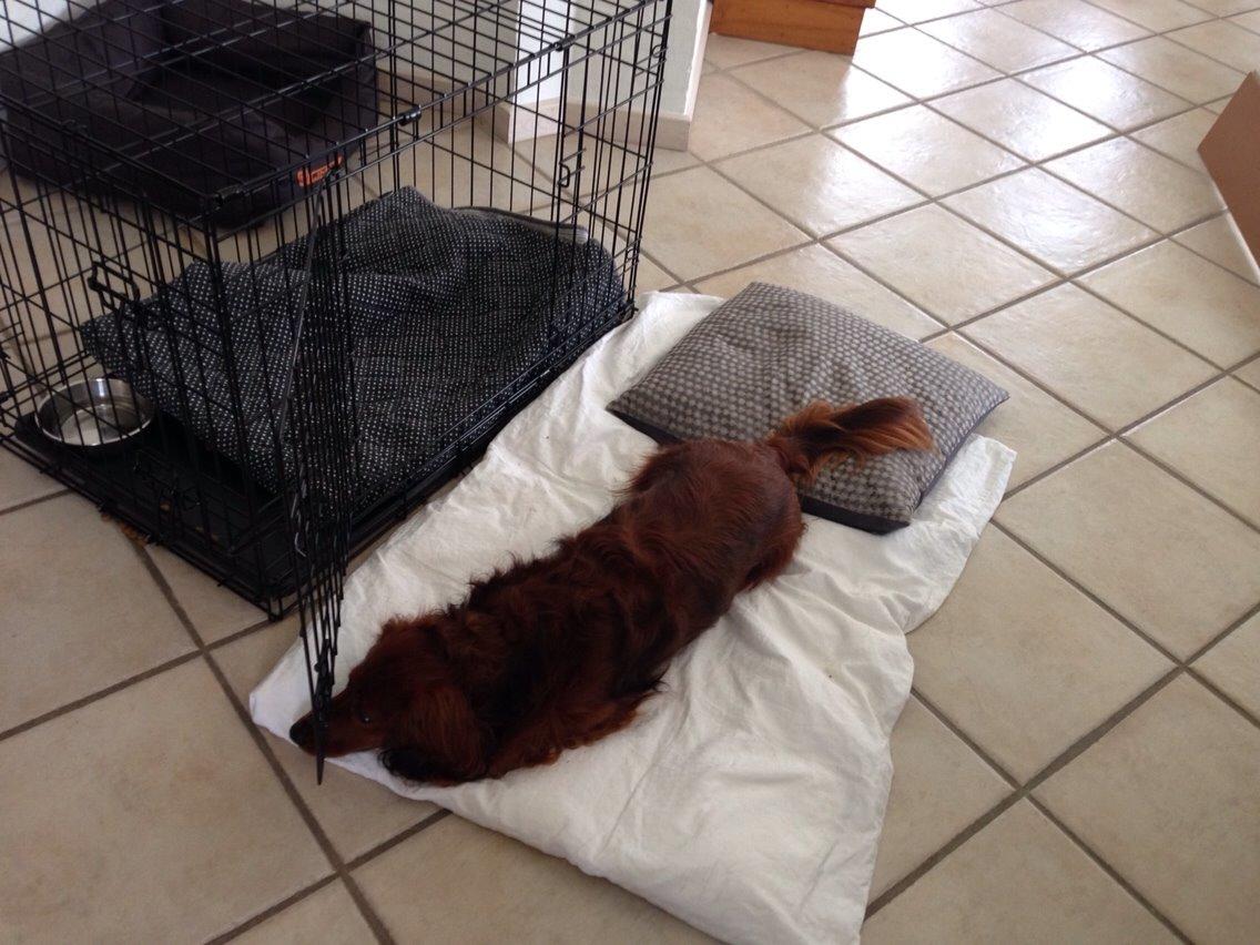 Dværggravhund Kenzo (King/Kejser) billede 11