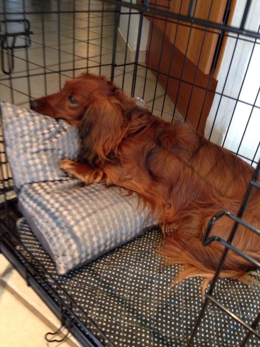 Dværggravhund Kenzo (King/Kejser) billede 1