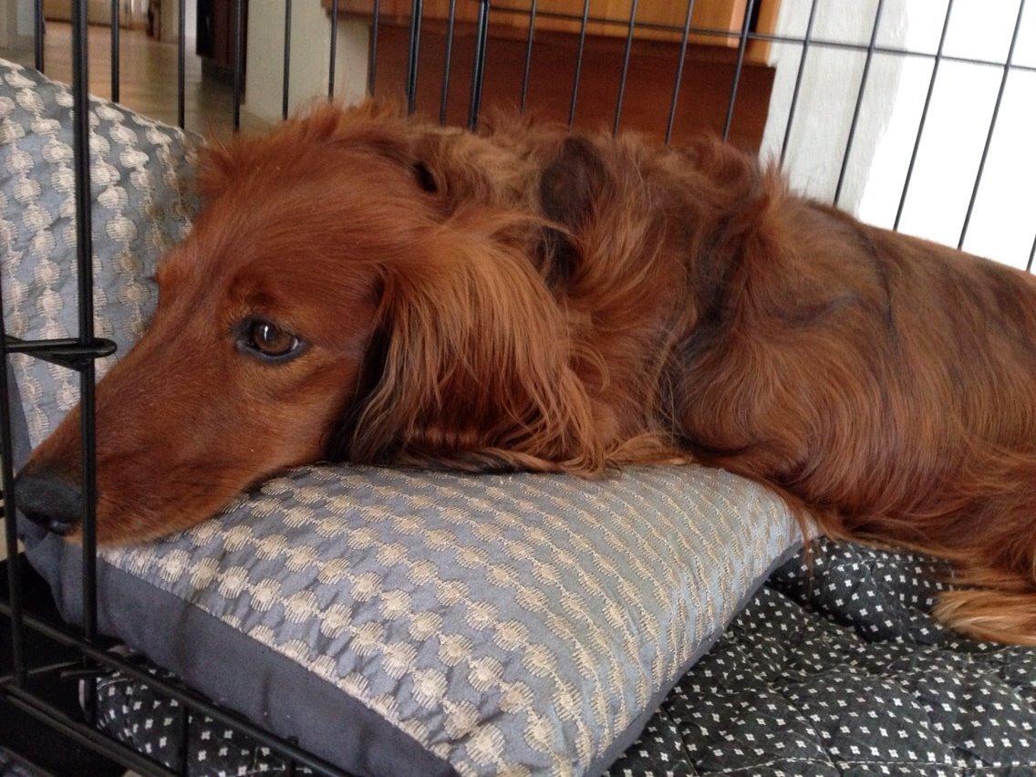 Dværggravhund Kenzo (King/Kejser) billede 2