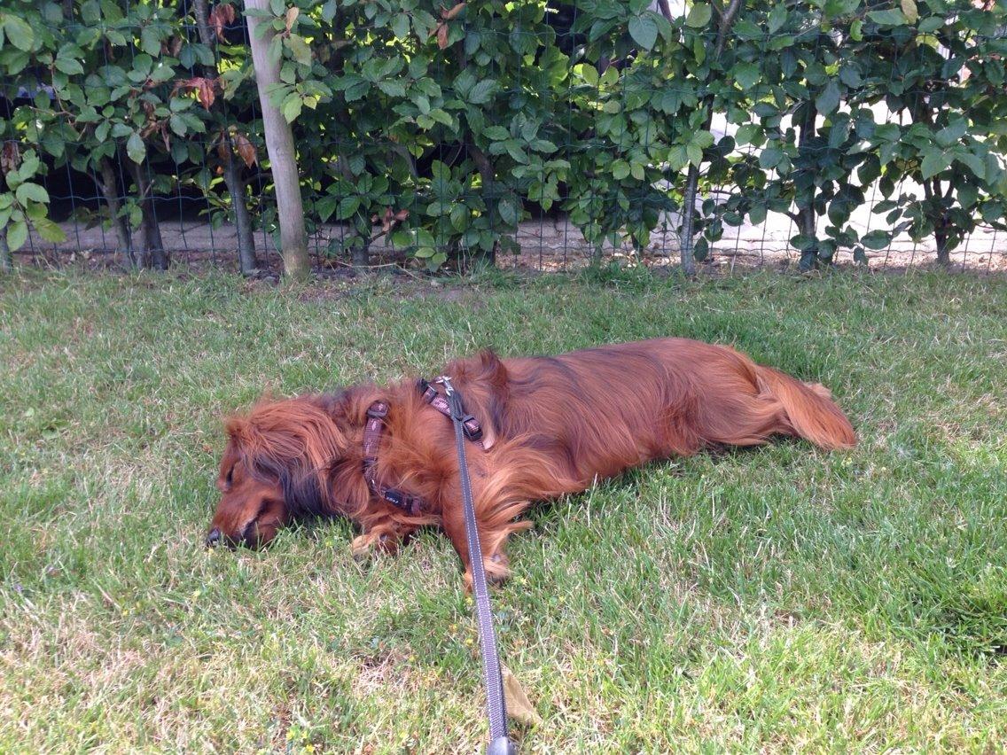 Dværggravhund Kenzo (King/Kejser) billede 3