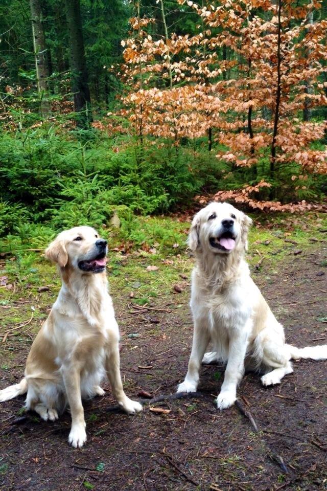 Golden retriever Uzzo - Bella og Buller Uzzo's mor og far billede 9