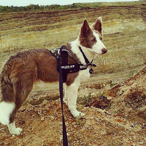 Border collie Yatzy - fra 5-dages telttur, her på fur billede 20