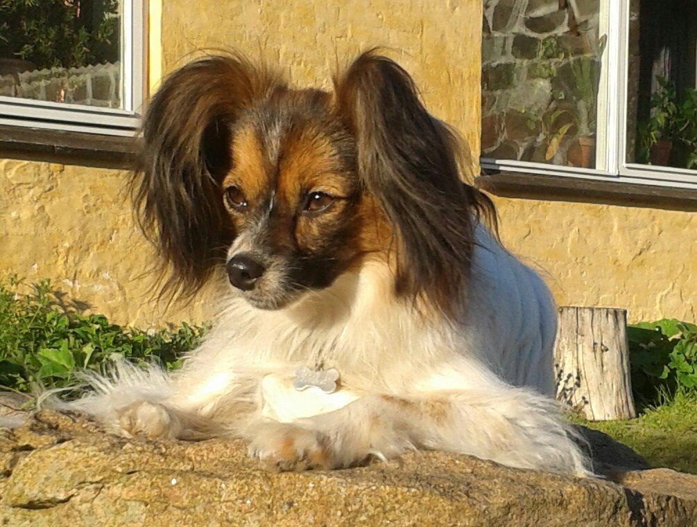 Papillon Klæstruplunds Mason billede 20