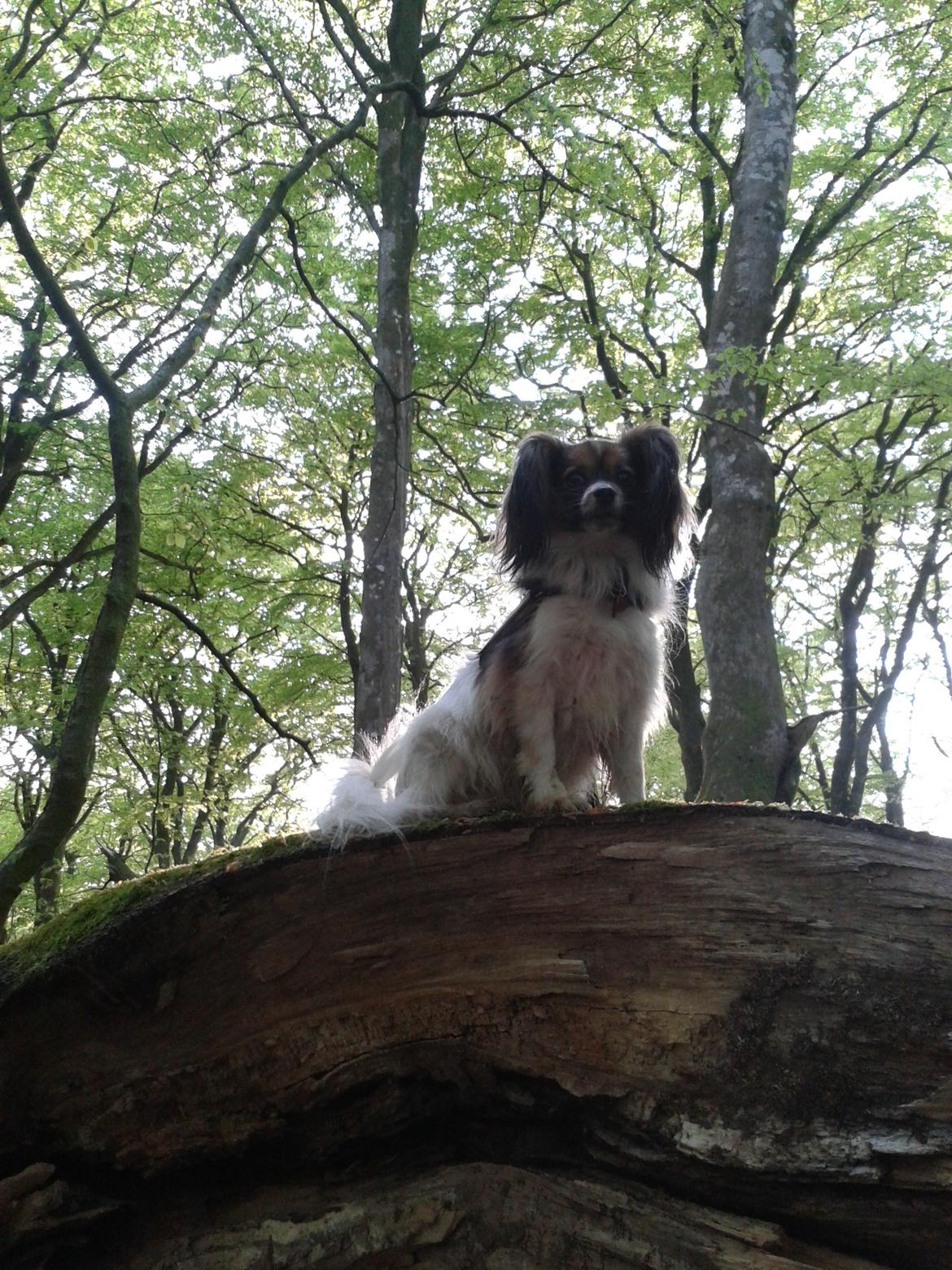 Papillon Klæstruplunds Mason billede 21