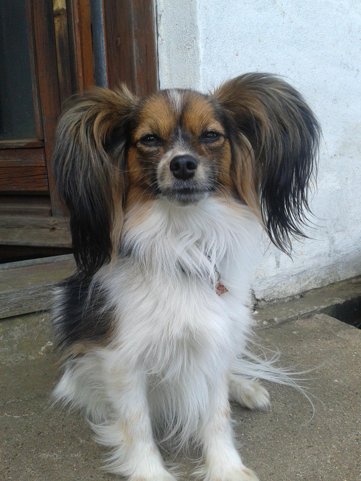 Papillon Klæstruplunds Mason billede 22