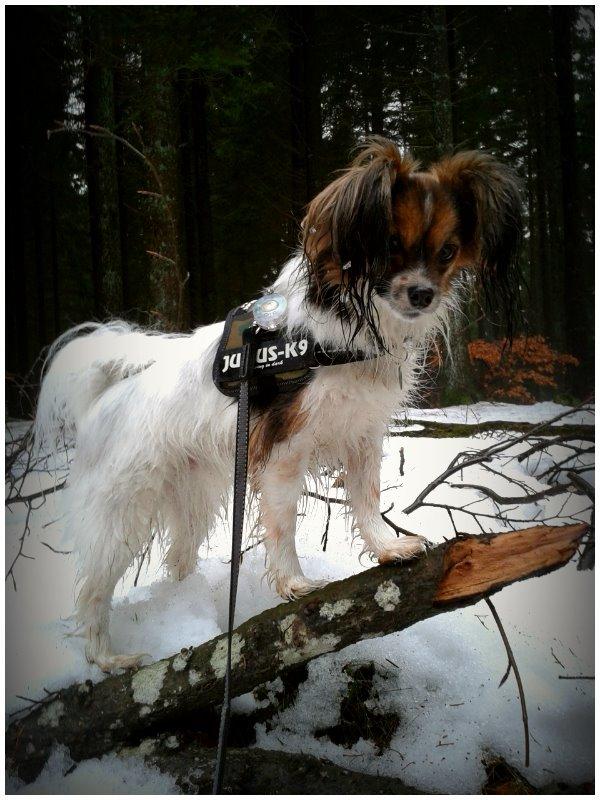 Papillon Klæstruplunds Mason billede 23