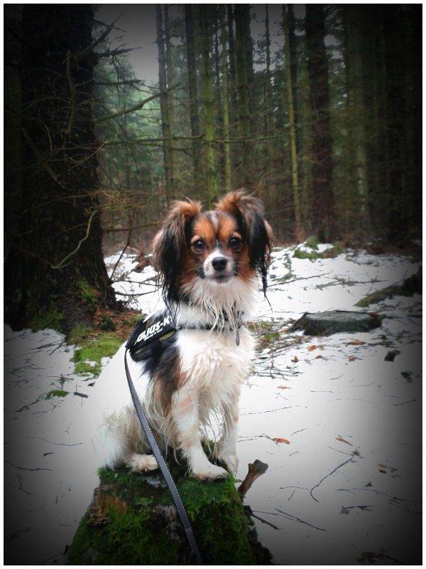 Papillon Klæstruplunds Mason billede 24