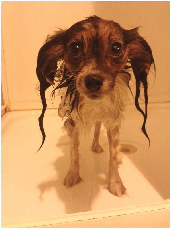 Papillon Klæstruplunds Mason billede 25