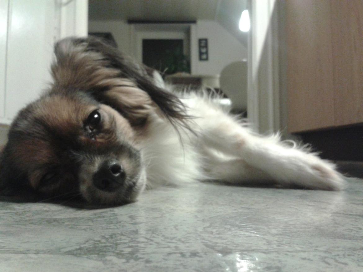 Papillon Klæstruplunds Mason billede 26