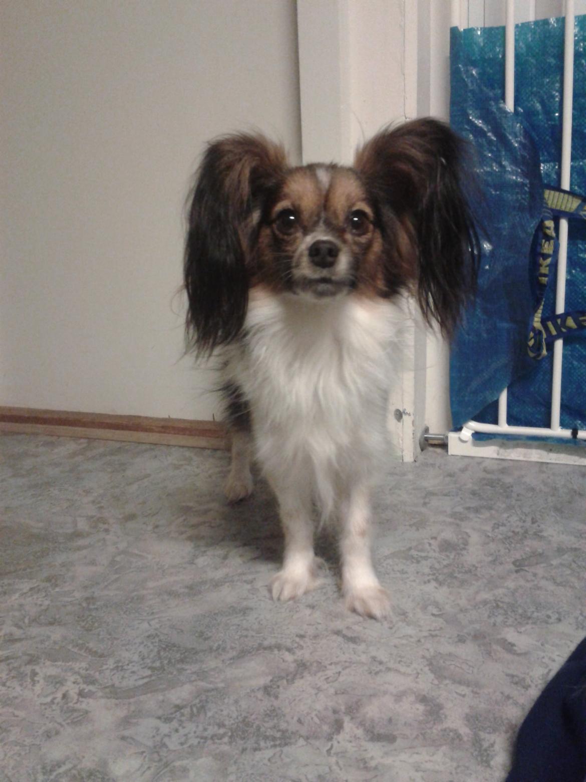 Papillon Klæstruplunds Mason billede 27