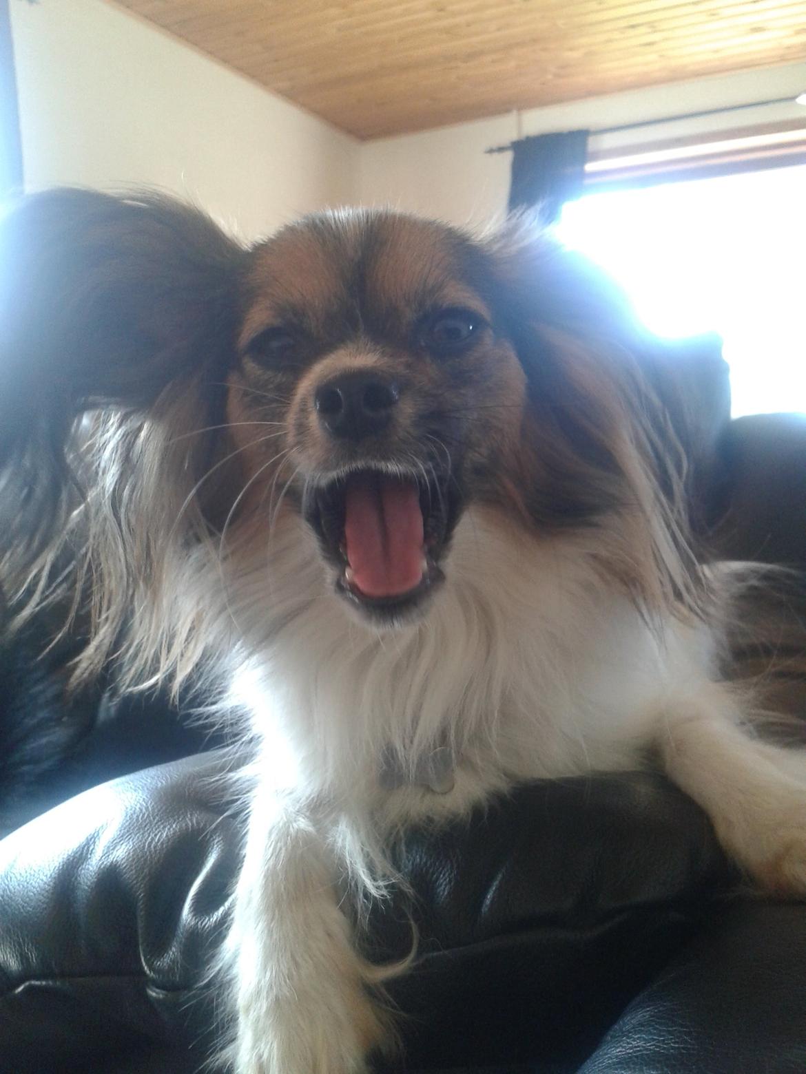 Papillon Klæstruplunds Mason billede 29