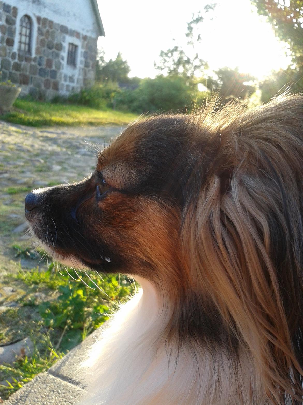 Papillon Klæstruplunds Mason billede 30