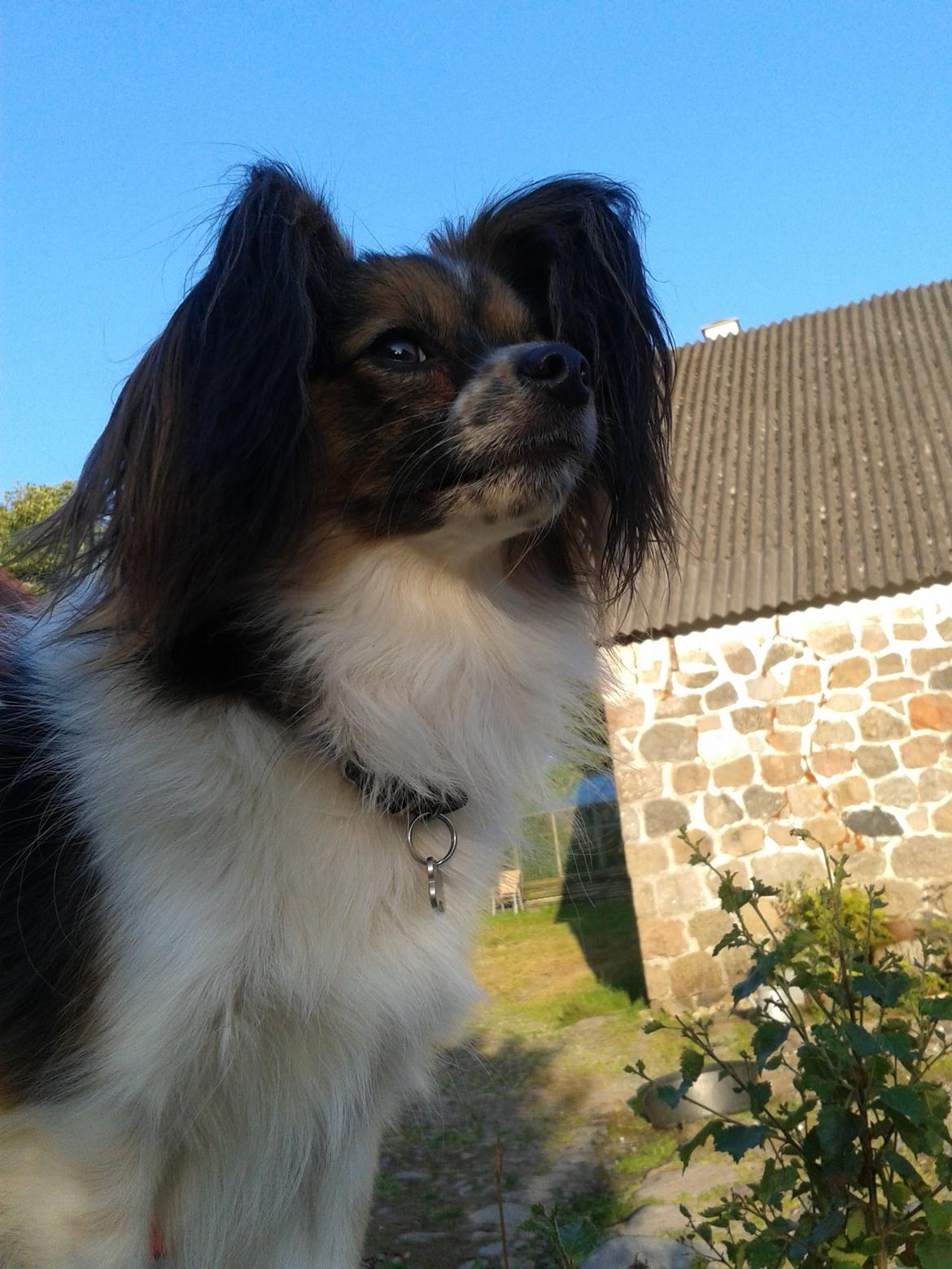 Papillon Klæstruplunds Mason billede 31