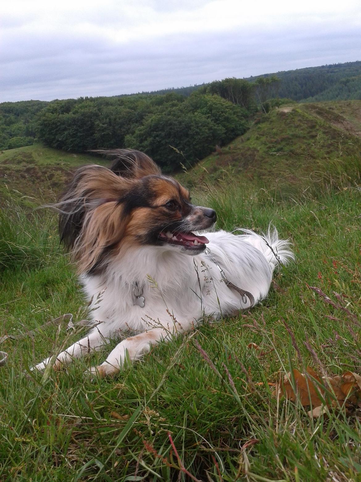 Papillon Klæstruplunds Mason billede 32