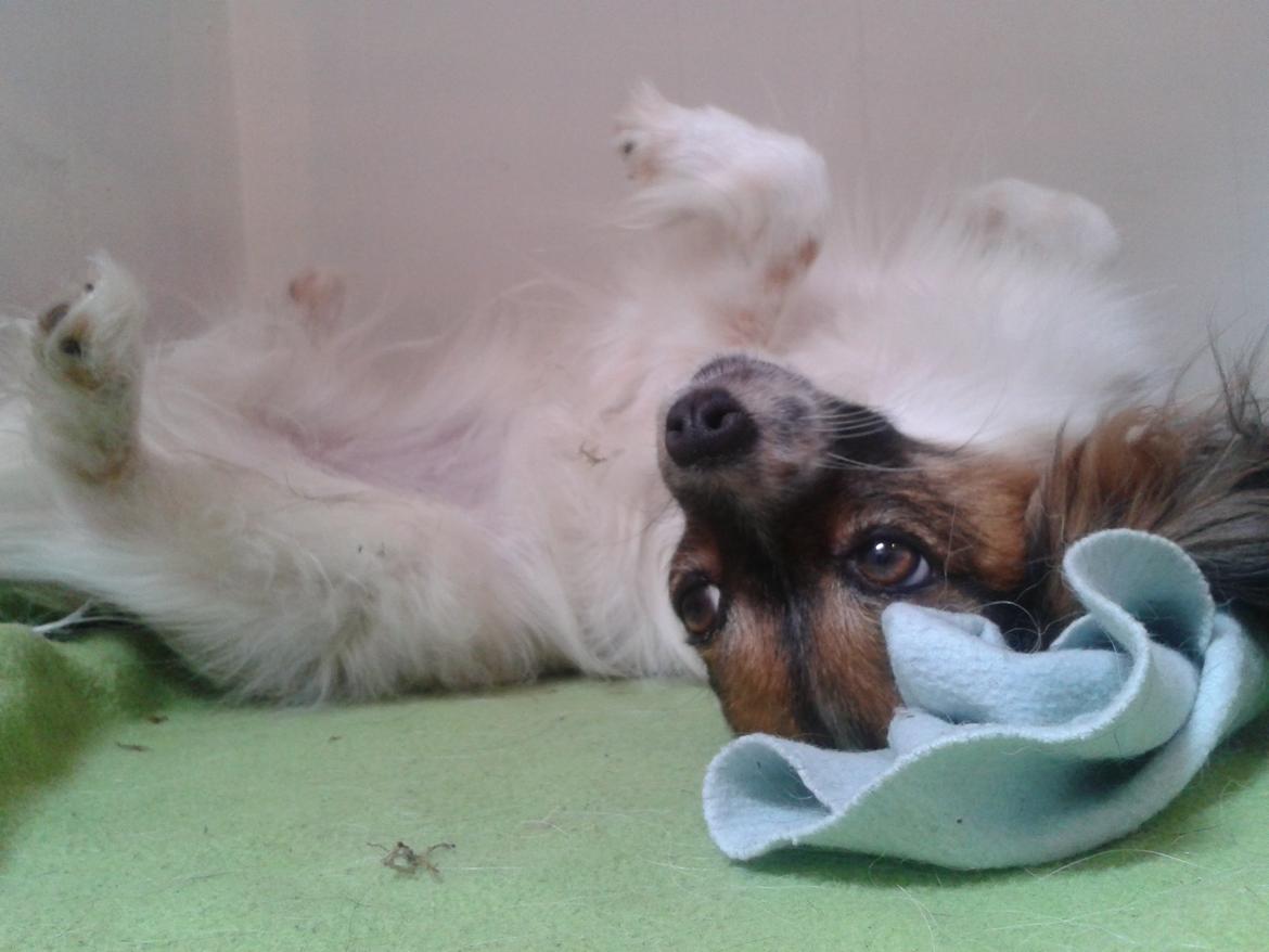 Papillon Klæstruplunds Mason billede 33