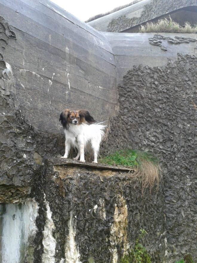 Papillon Klæstruplunds Mason billede 28