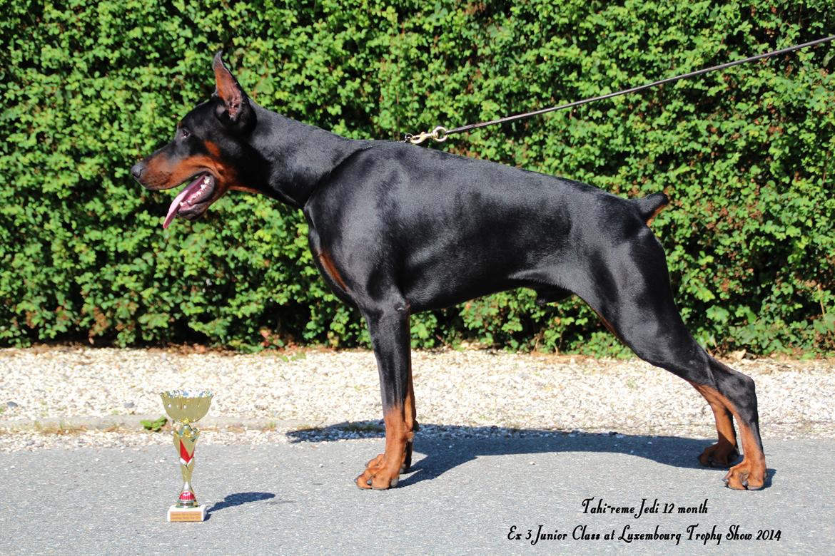 Dobermann LTJCH PLJW14 BALJW14 ROCH Tahi-Reme Jedi billede 17