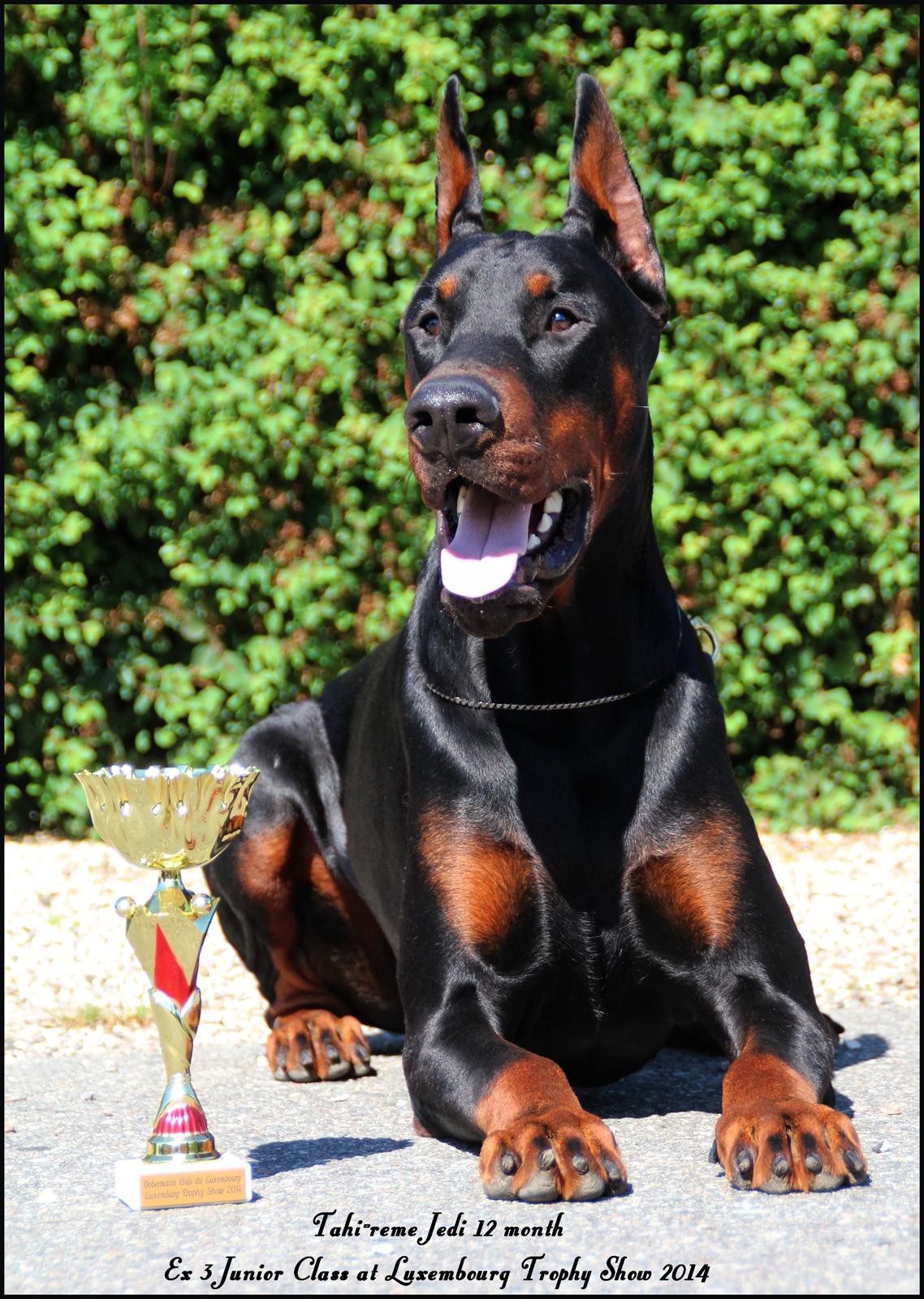 Dobermann LTJCH PLJW14 BALJW14 ROCH Tahi-Reme Jedi - 12 mdr billede 16