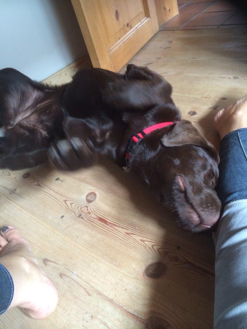 Labrador retriever Toffie billede 11