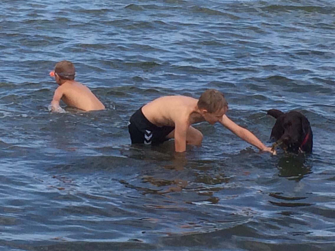 Labrador retriever Toffie billede 10