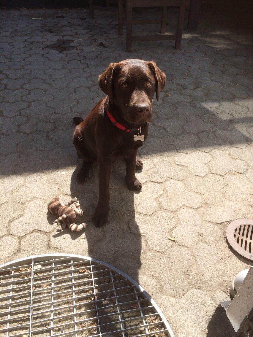 Labrador retriever Toffie billede 12