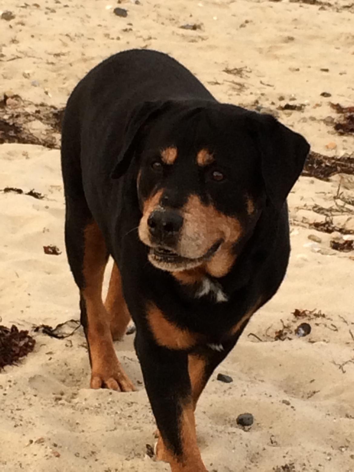 Rottweiler Buzz - Charmetrolden <3 R.I.P himmelhund) billede 26