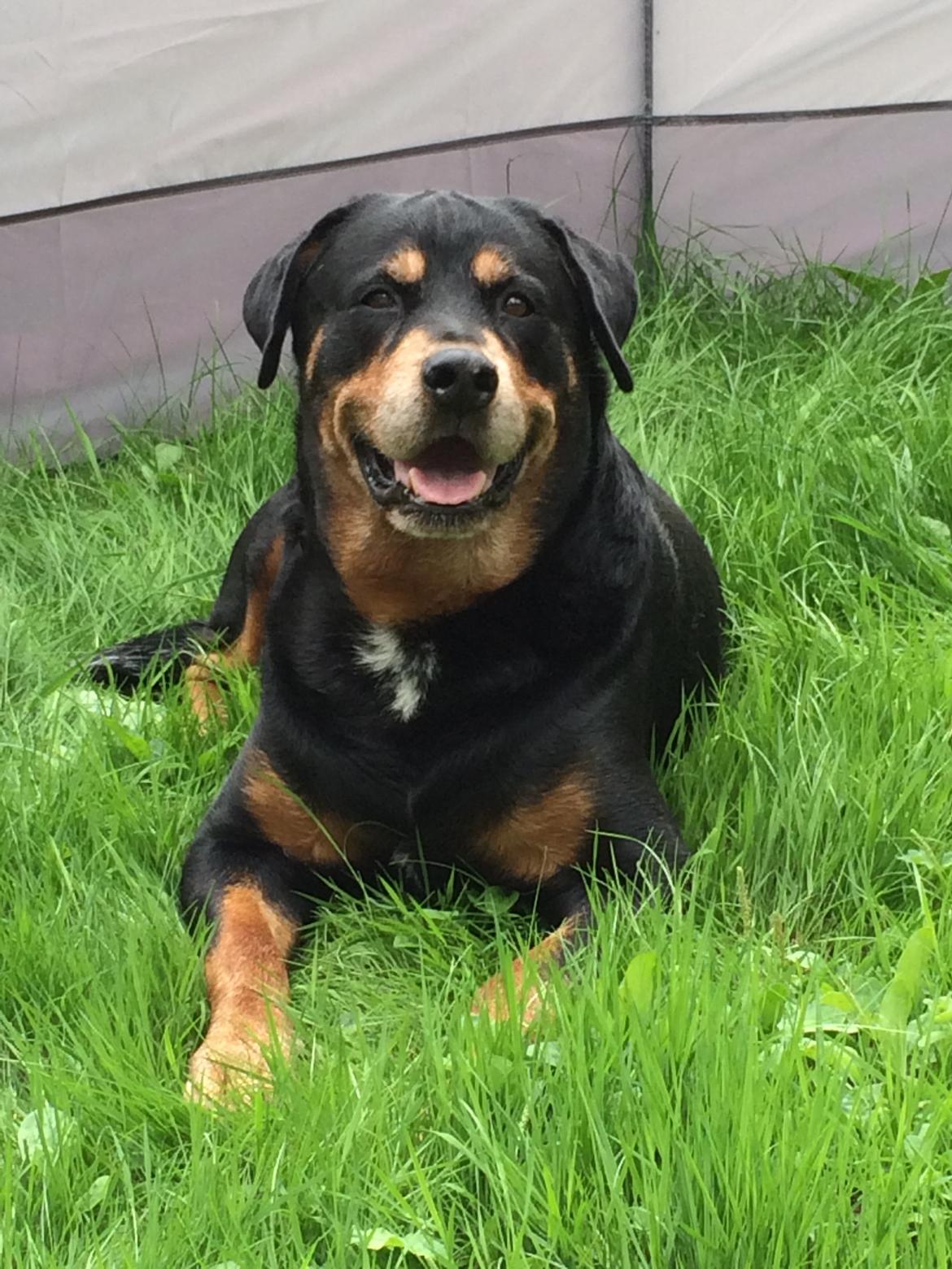 Rottweiler Buzz - Charmetrolden <3 R.I.P himmelhund) billede 27